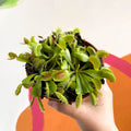Venus Flytrap - Dionaea muscipula - Sprouts of Bristol