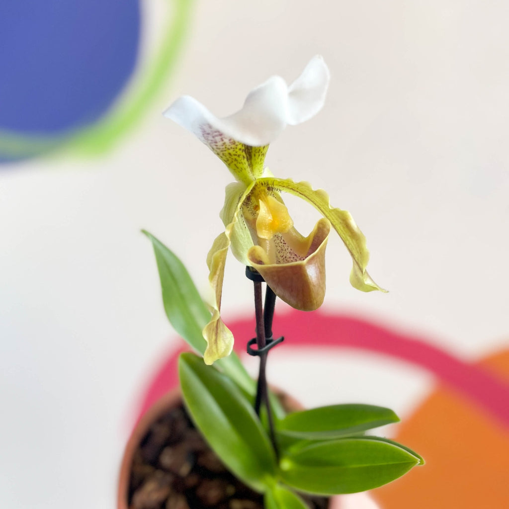 Venus Slipper Orchid - Paphiopedilum - Sprouts of Bristol