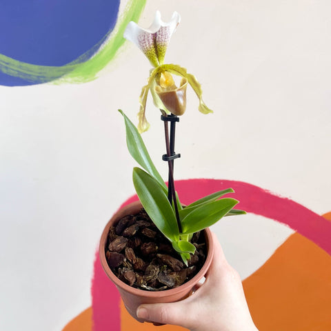 Venus Slipper Orchid - Paphiopedilum - Sprouts of Bristol