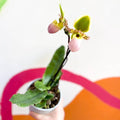 Venus Slipper Orchid - Paphiopedilum 'Pinocchio' - Sprouts of Bristol
