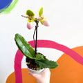 Venus Slipper Orchid - Paphiopedilum 'Pinocchio' - Sprouts of Bristol