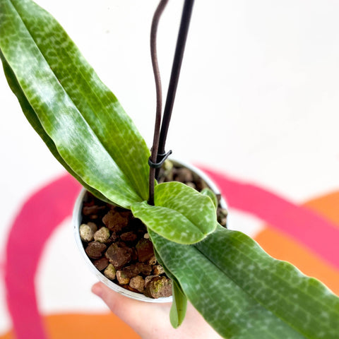 Venus Slipper Orchid Paphiopedilum 'Pinocchio' – Sprouts of Bristol