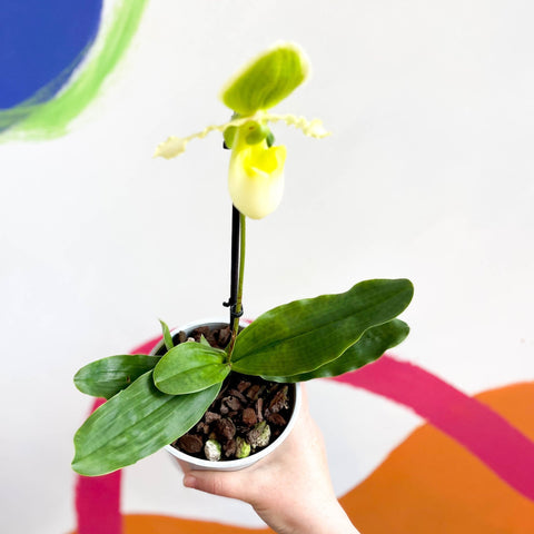 Venus Slipper Orchid - Paphiopedilum 'Pinocchio Alba' - Sprouts of Bristol