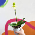 Venus Slipper Orchid - Paphiopedilum 'Pinocchio Alba' - Sprouts of Bristol
