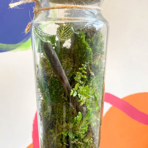 Vertical Bottle Garden - Bioactive Terrarium - Sprouts of Bristol