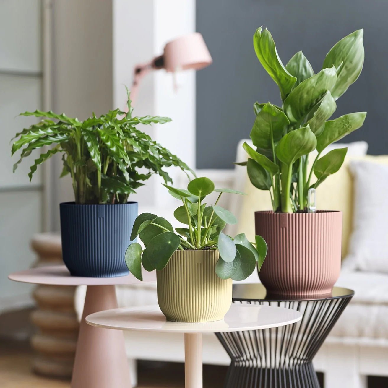 Vibes Fold Round Pot – Sprouts of Bristol