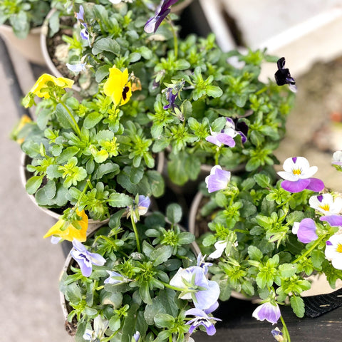 Violet - Viola cornuta - British Grown - Sprouts of Bristol