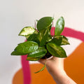 Wax Plant - Hoya carnosa 'Tricolor' - Sprouts of Bristol