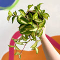 Wax Plant - Hoya carnosa variegata 'Tricolor' / 'Krimson Queen' - Sprouts of Bristol