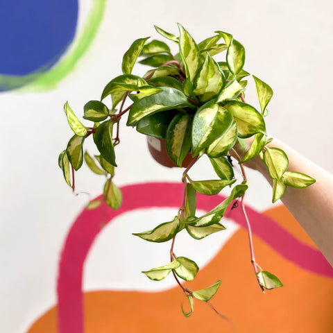 Wax Plant - Hoya carnosa variegata 'Tricolor' / 'Krimson Queen' - Sprouts of Bristol
