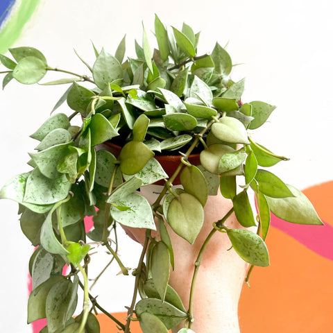 Wax Plant - Hoya krohniana 'Eskimo' - Sprouts of Bristol