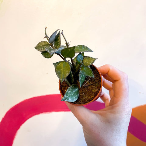 Wax Plant - Hoya krohniana 'Splash' - Sprouts of Bristol