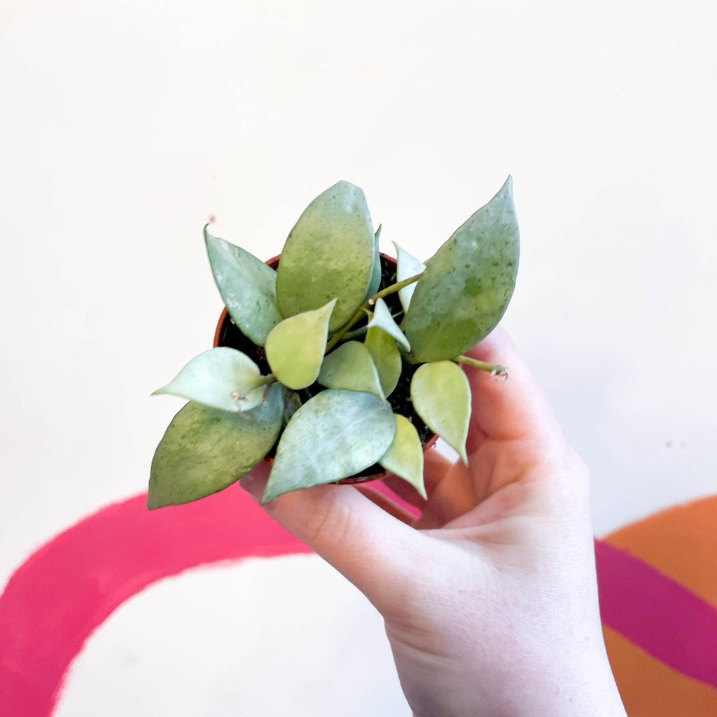 Wax Plant - Hoya lacunosa 'Mint' - Sprouts of Bristol