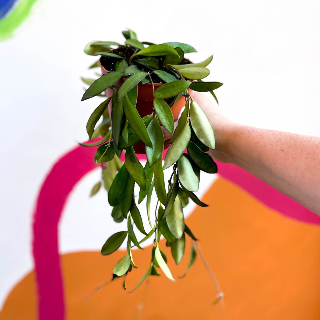 Wax Plant - Hoya rosita - Sprouts of Bristol