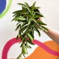 Wax Plant - Hoya wayetti - Sprouts of Bristol