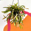 Wax Plant - Hoya wayetti 'Tricolor' - Sprouts of Bristol