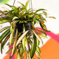 Wax Plant - Hoya wayetti 'Tricolor' - Sprouts of Bristol