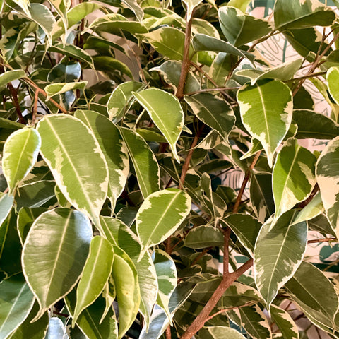 Weeping Fig - Ficus benjamina 'Golden King' - Sprouts of Bristol
