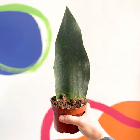 snake plant victoria Sansevieria masoniana 'Victoria'