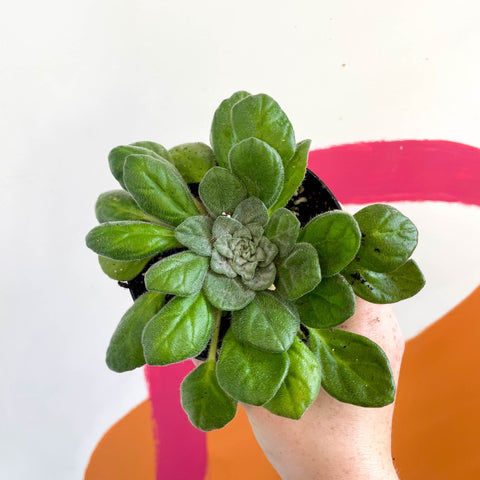 succulents wales Whirlpool Plant - Petrocosmea flaccida