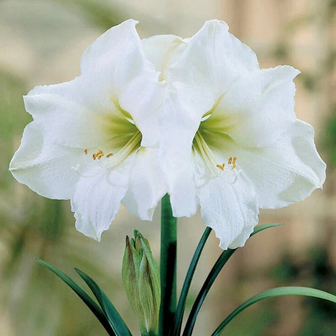 White Amaryllis - Hippeastrum 'Christmas Gift' [Jumbo Bulb] - Sprouts of Bristol