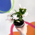 White Christmas Cactus - Schlumbergera truncata 'Malissa Dancer ' - British Grown - Sprouts of Bristol