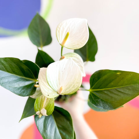 anthurium white flamingo flower White Flamingo Flower