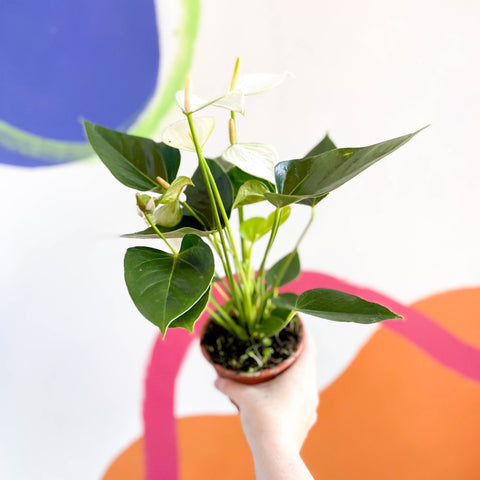 flamingo lily anthurium andraeanum White Flamingo Flower