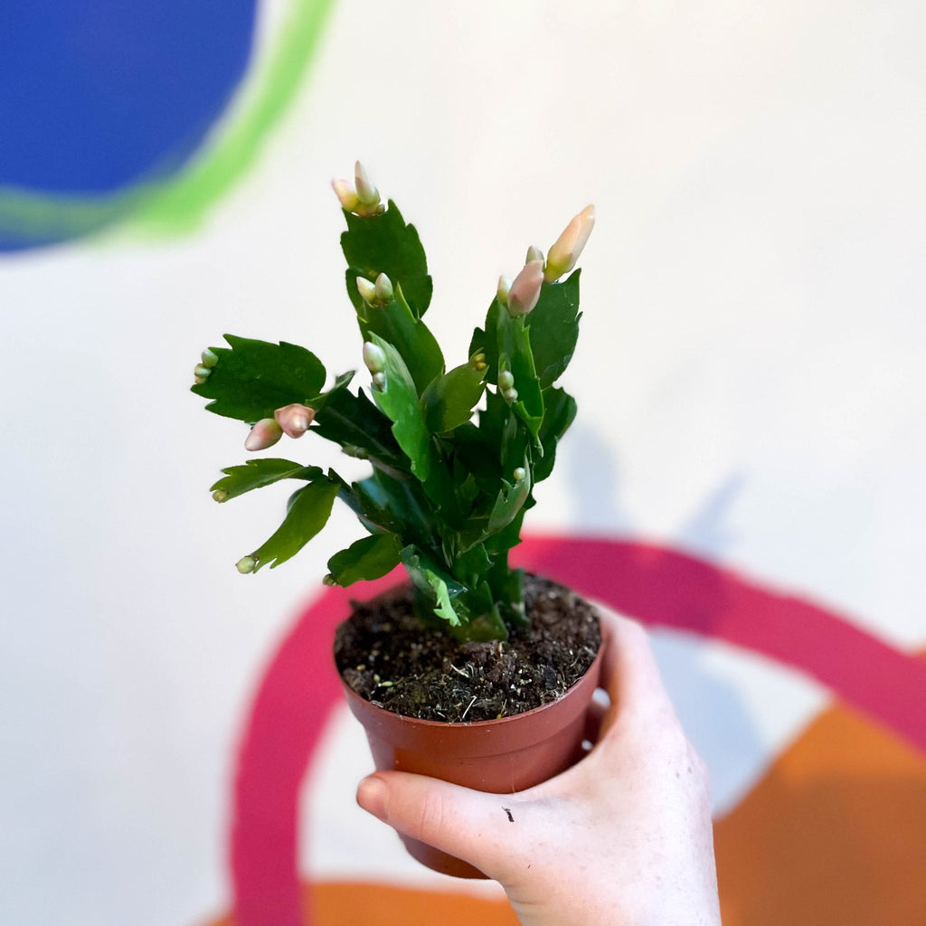 White Holiday Cactus - Schlumbergera truncata - Sprouts of Bristol