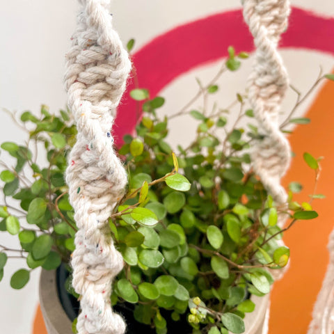 rainbow macrame plant hanger White Rainbow Dust Macrame Plant Hanger – Sprouts of Bristol