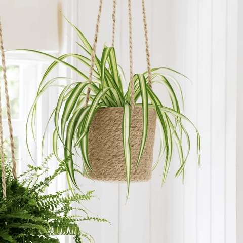 Woven Hanging Pot - Sprouts of Bristol