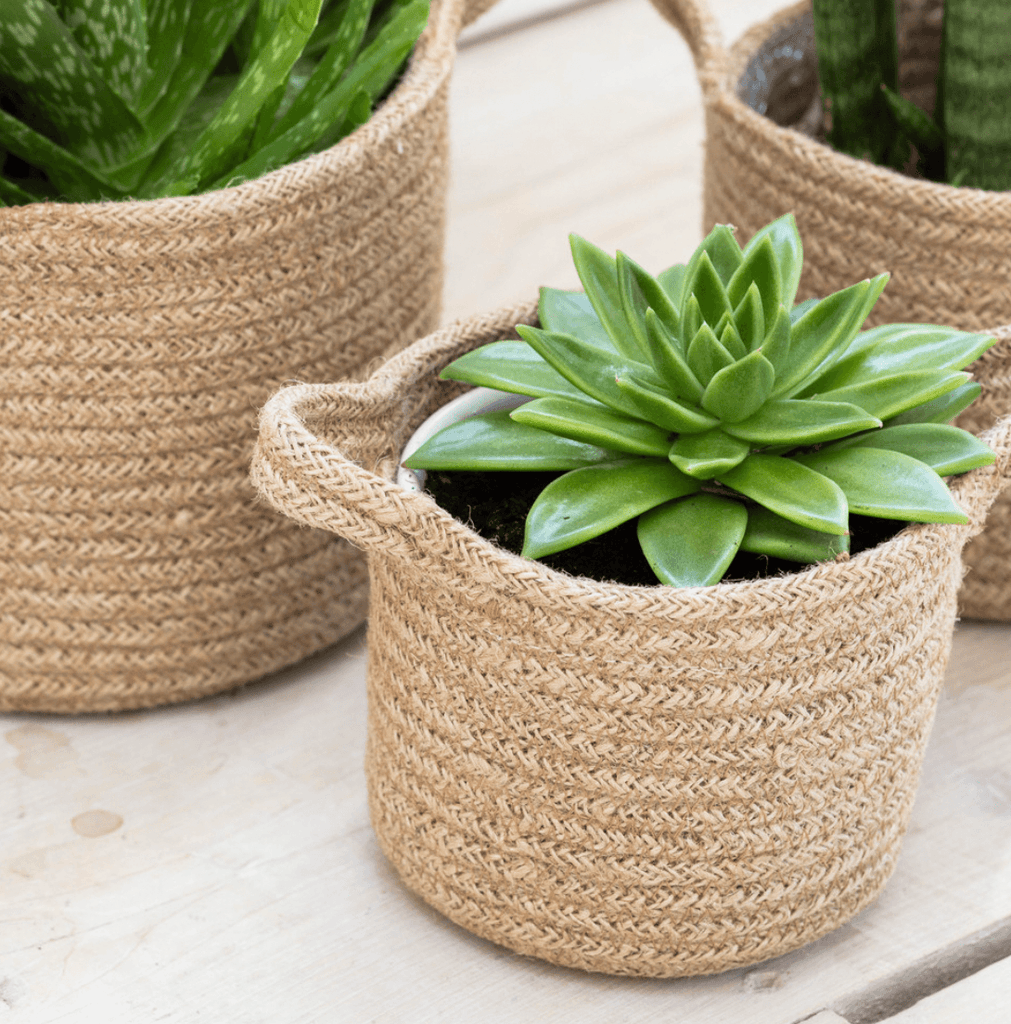 Woven Plant Pots - Sprouts of Bristol
