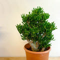 XL Jade Plant - Crassula ovata 'Gollum' - Sprouts of Bristol