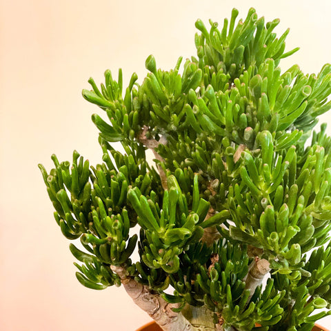 XL Jade Plant - Crassula ovata 'Gollum' - Sprouts of Bristol