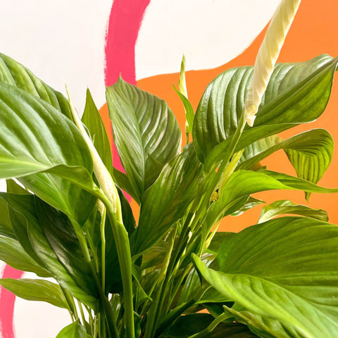 silver cupido peace lily Silver Peace Lily