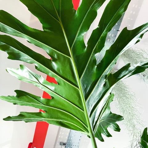 philodendron bipinnatifidum variegated Tree Philodendron