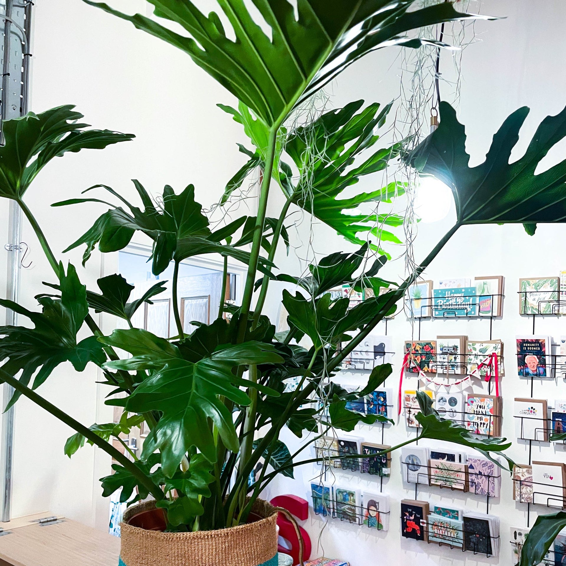 philodendron bipinnatifidum kaufen Baumphilodendron