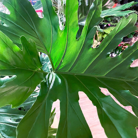 philodendron bipinnatifidum variegated Tree Philodendron