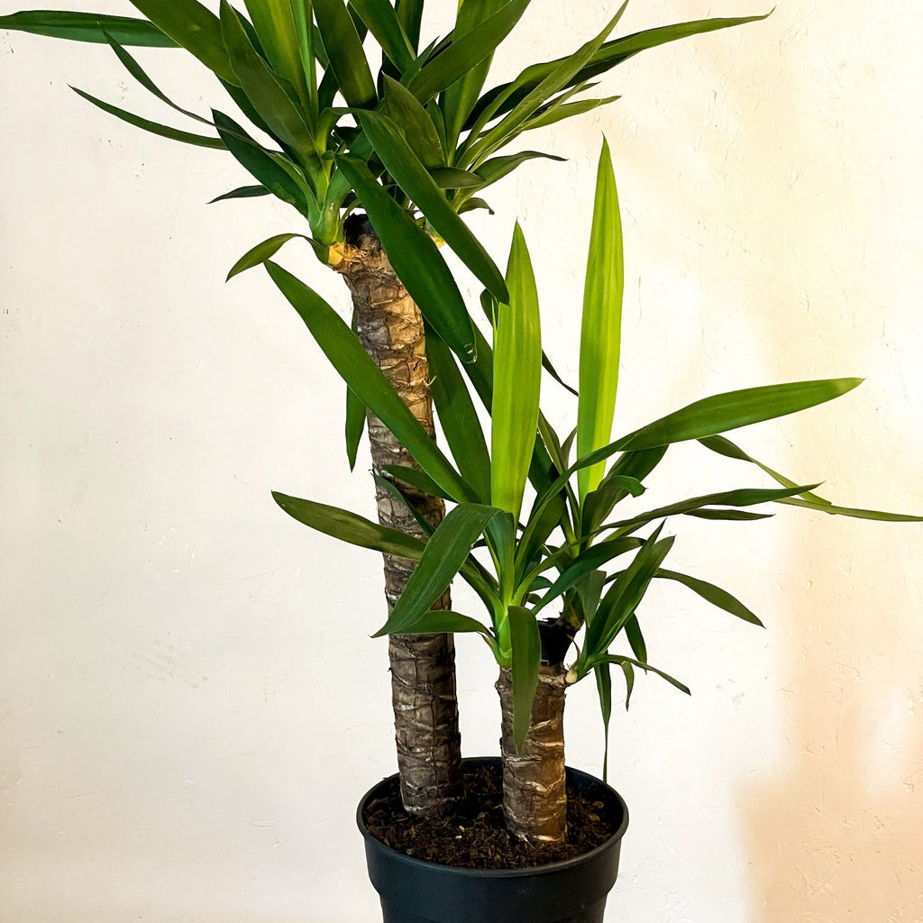 XL Yucca - Yucca filamentosa - Sprouts of Bristol