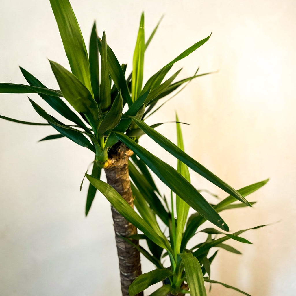 XL Yucca - Yucca filamentosa - Sprouts of Bristol