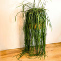XXL Forest Cactus - Lepismium bolivianum - Sprouts of Bristol