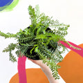 Yarrow - Achillea millefolium 'Sassy Taffy' - British Grown Herbaceous Perennial - Sprouts of Bristol
