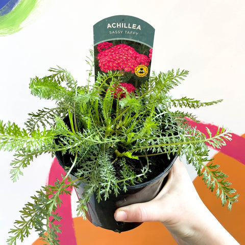 Yarrow - Achillea millefolium 'Sassy Taffy' - British Grown Herbaceous Perennial - Sprouts of Bristol