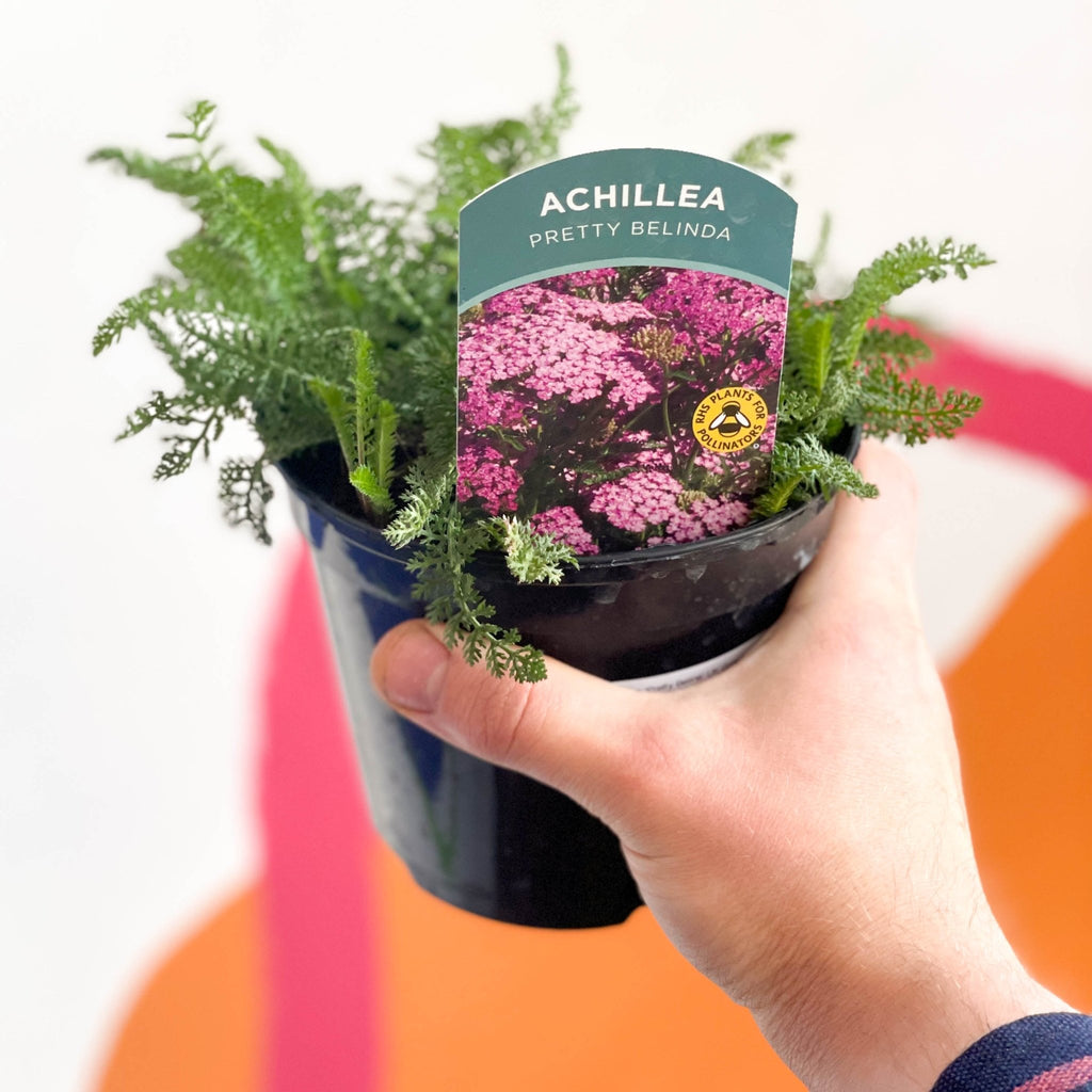 Yarrows - Achillea 'Pretty Belina' UK Grown - Sprouts of Bristol