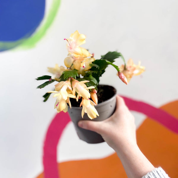 Schlumbergera truncata 'Limelight Dancer Dancer'