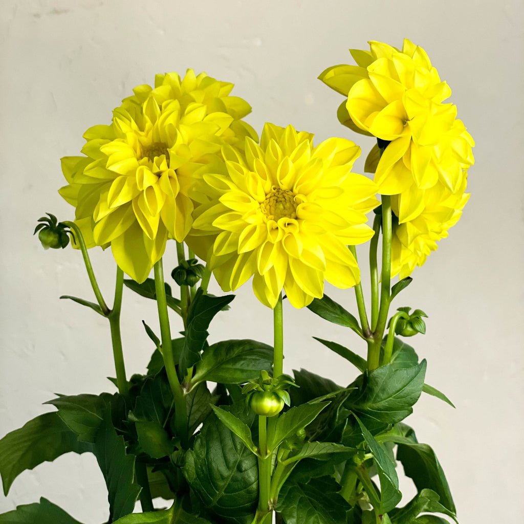 Yellow Dahlia 'Royal' - Sprouts of Bristol