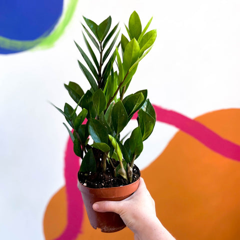 zz plant uk Zamioculcas zamiifolia