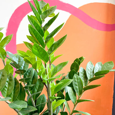 planta zz o zamioculcas Planta ZZ
