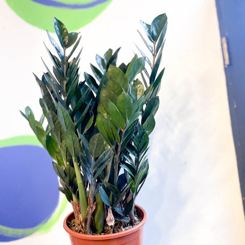 zz supernova plant Zamioculcas zamiifolia 'Super Nova'
