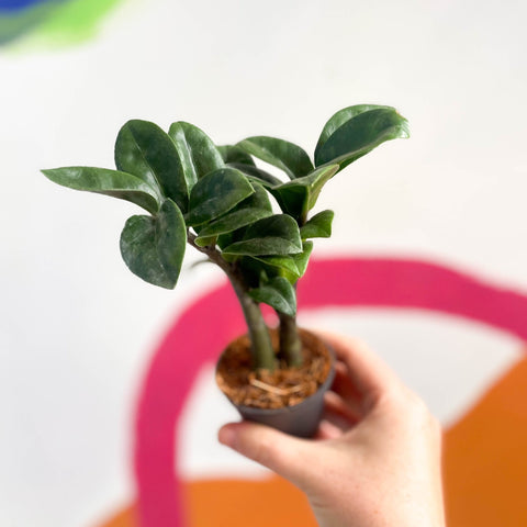 dwarf zenzi zz plant Zamioculcas zamiifolia 'Zenzi'